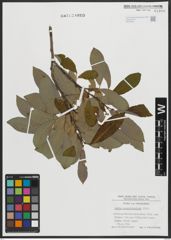 Foto von Salix appendiculata Vill.